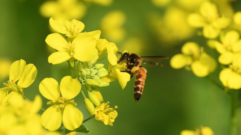 Bee collects nectar from a mustard flower, Nagaon district, Assam, India